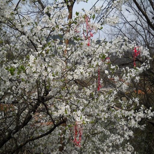 Blooming tree with martenitsas